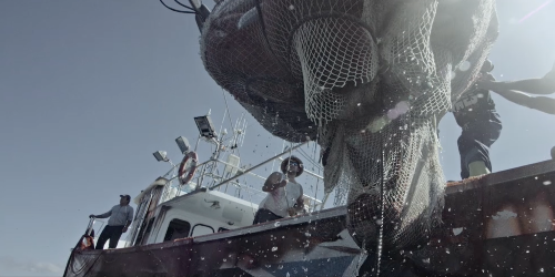 Followfish “Gefangen”