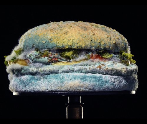 Burger King “Moldy Whopper”